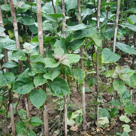 宜宾 三角梅大量岀售批发
