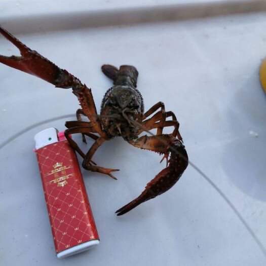潜江市 各种小龙虾出售，虾苗出售