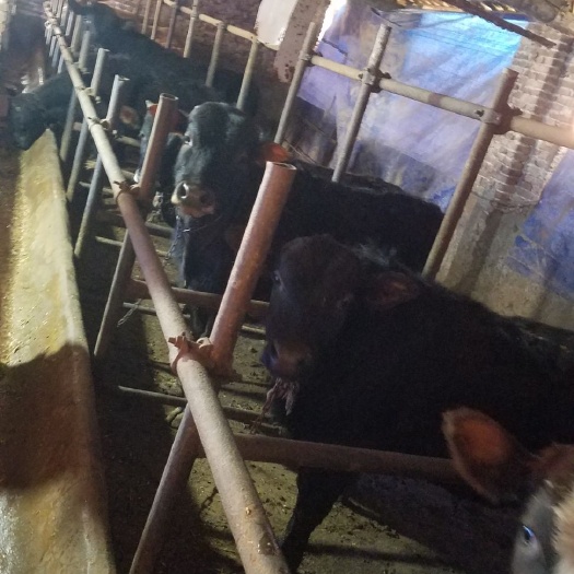 娄底 专业养牛，诚信为本，，