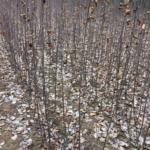 正宁县 苹果树苗
