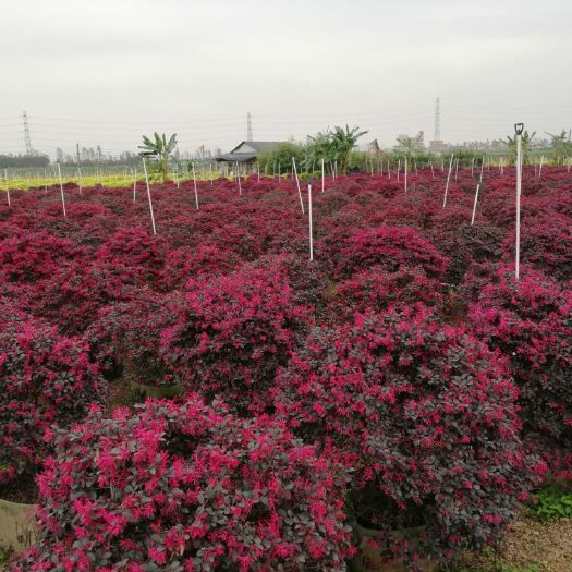 广州大叶红  红继木球，80-130高，量大