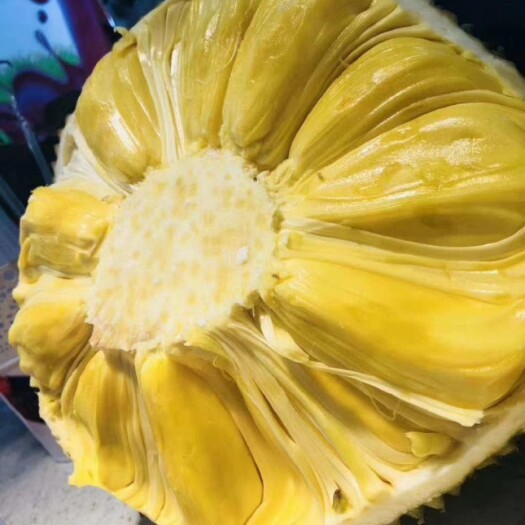 陵水县 海南菠萝蜜，有需要大量收购的老板吗！直接到果园收购