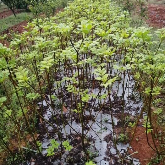 樟树市吴茱萸苗 正宗江西樟树中花，数量不多了，需要的抓紧采购