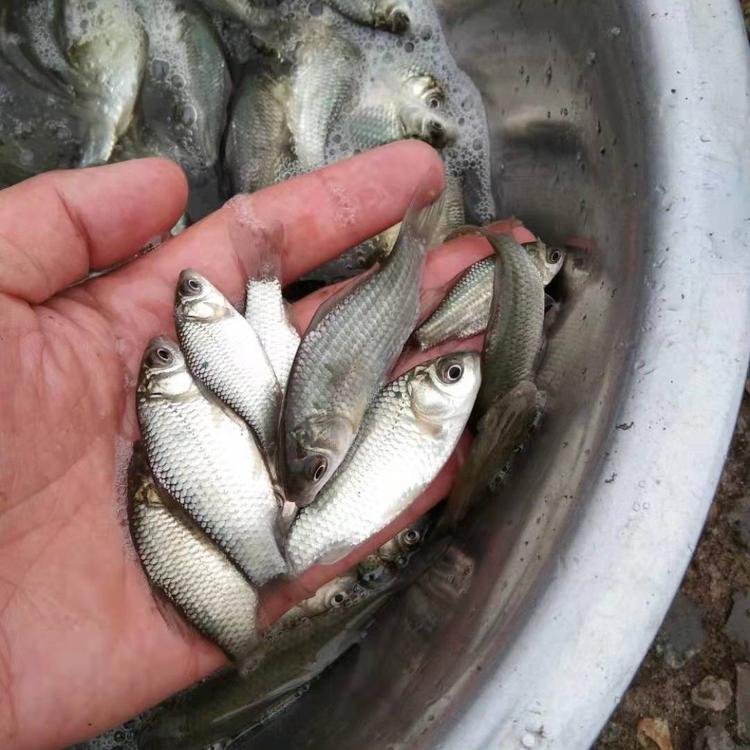 鲫鱼苗  鱼苗 鯽鱼鲤鱼草鱼花白鲢鱼苗 提供技术指导 支持云贵川陕甘