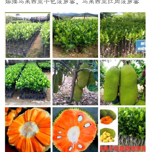 漳州红肉菠萝蜜苗 马来西亚菠萝蜜，黄肉干包，红肉干包嫁接苗裸根
