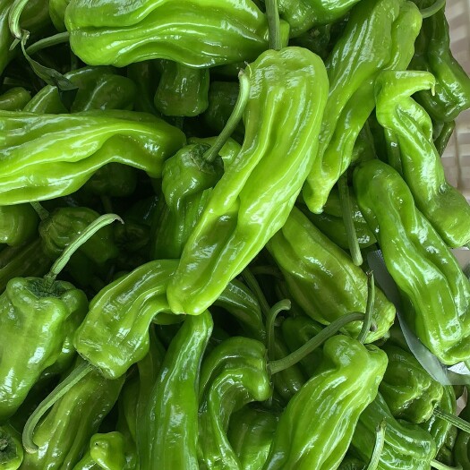临沂芜湖椒，301，厚皮椒，螺丝椒
