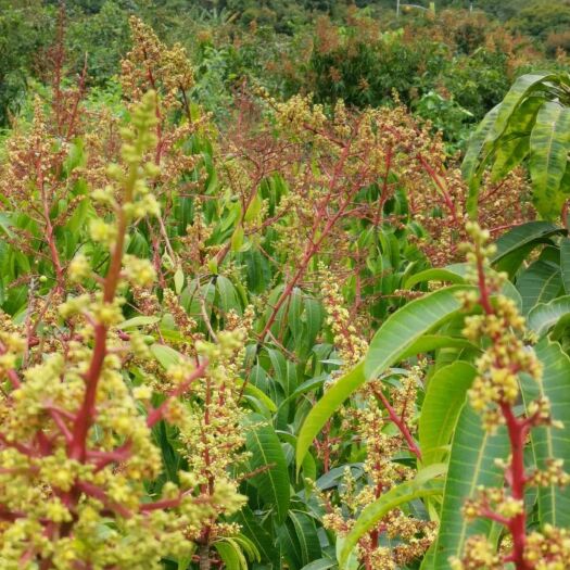 灵山县 芒果苗