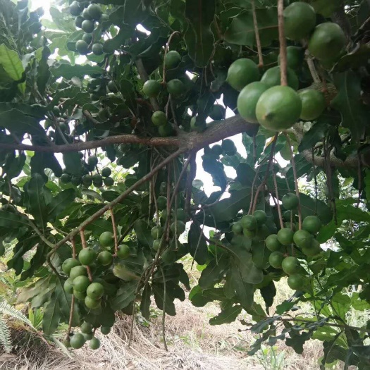 夏威夷果苗  澳洲坚果嫁接苗 桂热一号 夏威夷果