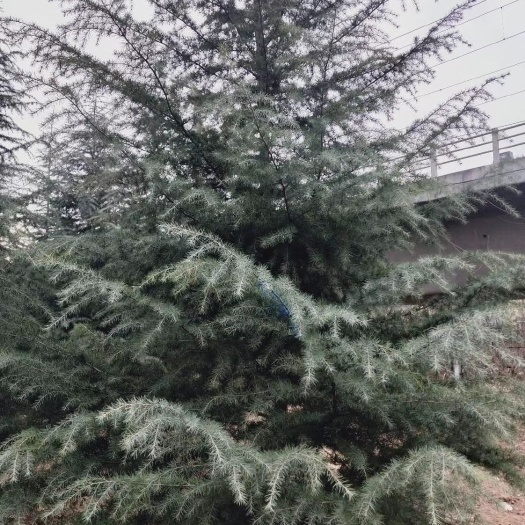 周至县 5米雪松