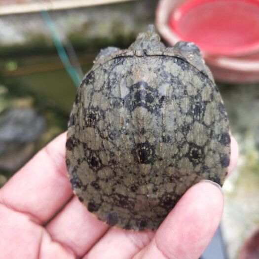 黃沙鱉  京品黃沙甲魚苗，黃沙雜交水魚苗，外塘冷水養(yǎng)殖