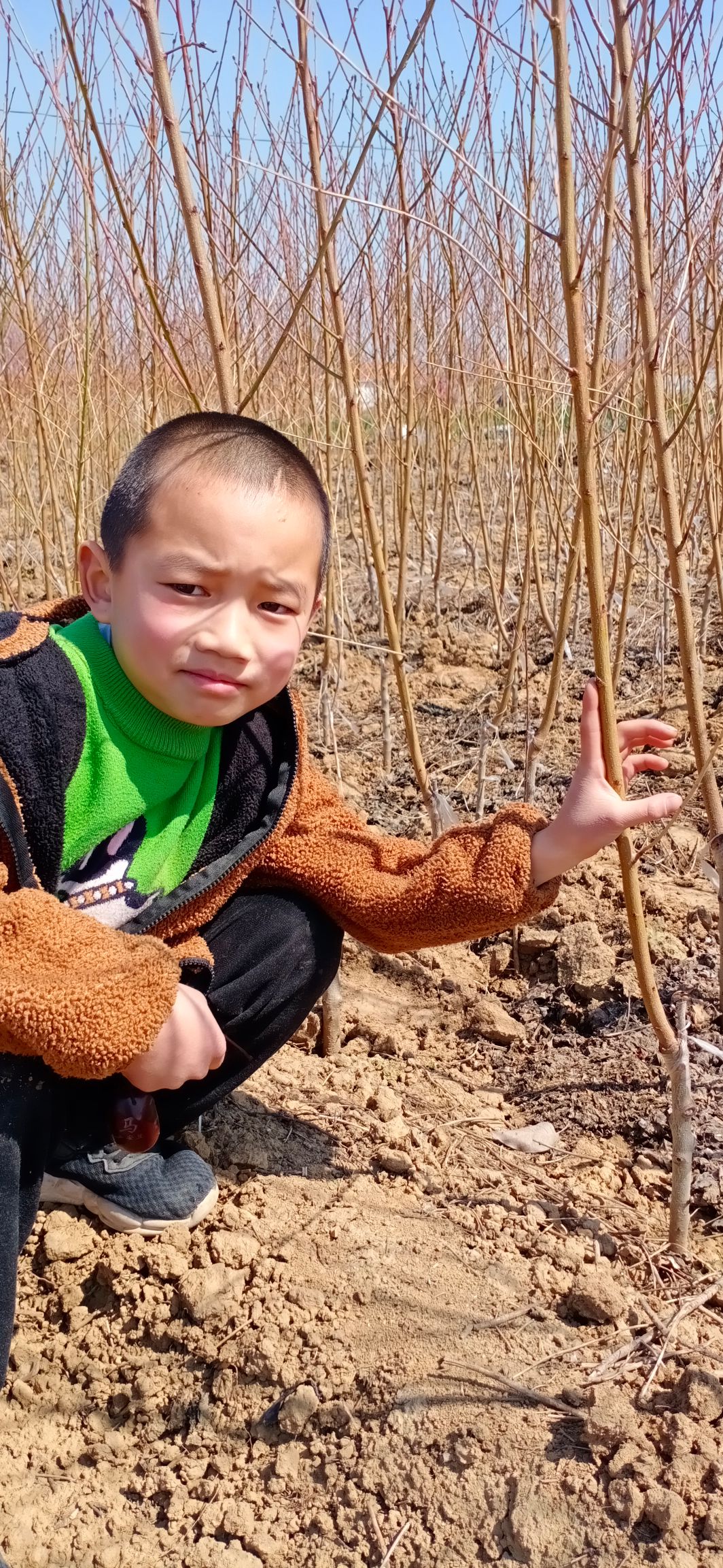 黃桃樹苗 早黃冠桃  平邑地方鎮(zhèn)罐頭之鄉(xiāng) 酸酸甜甜19.9買一送一包郵