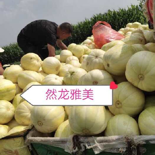 东北黄白瓜  然龙雅美黄白瓜甜瓜种子产量高耐运输抗病强皮毛好