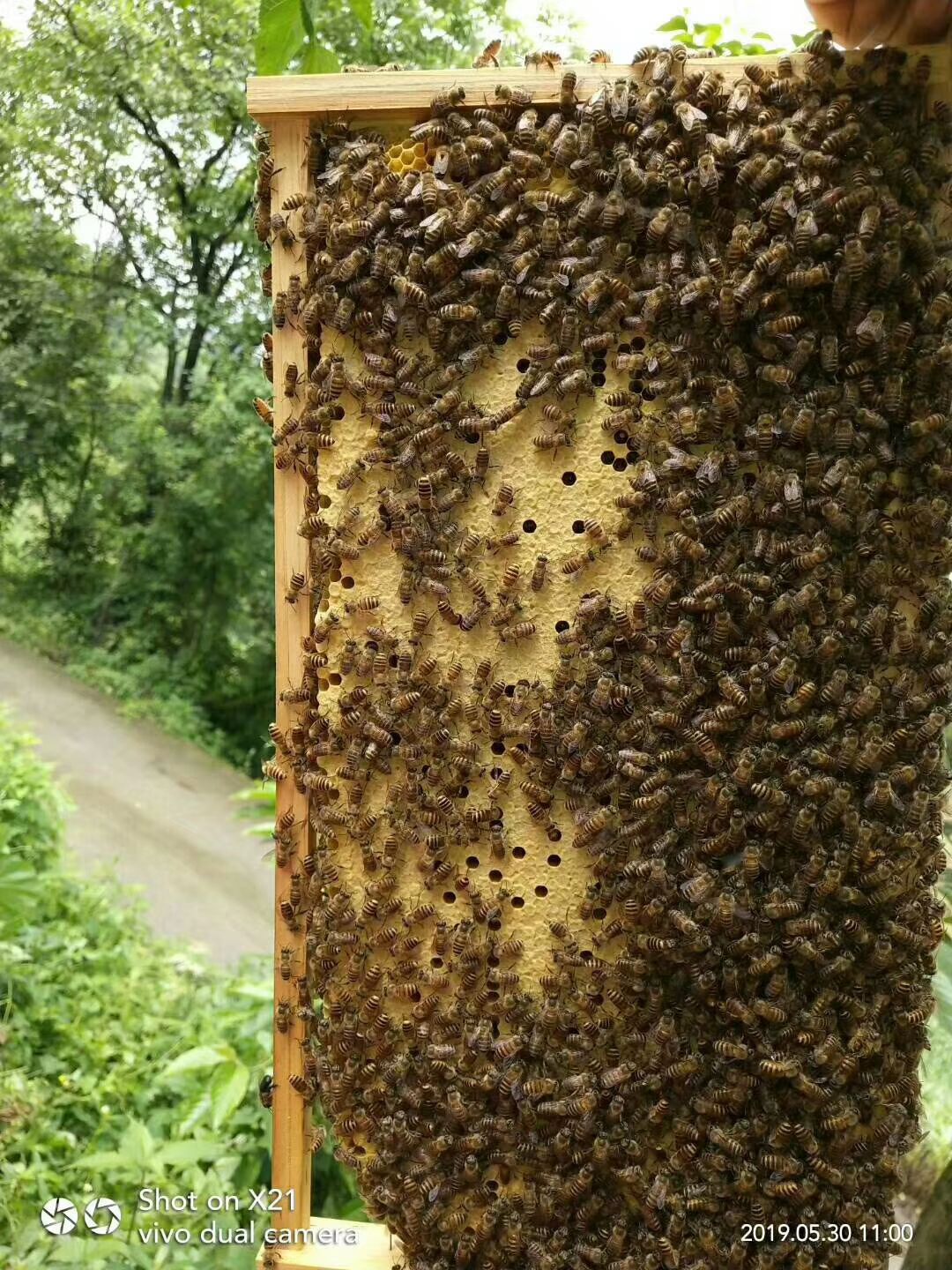 中蜂