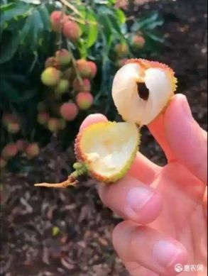 合江县合江荔枝 自家种植预售