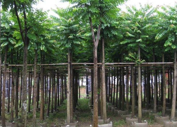 普宁市麻楝 米径：8-10-12-15-公分 树型精品，物美价廉