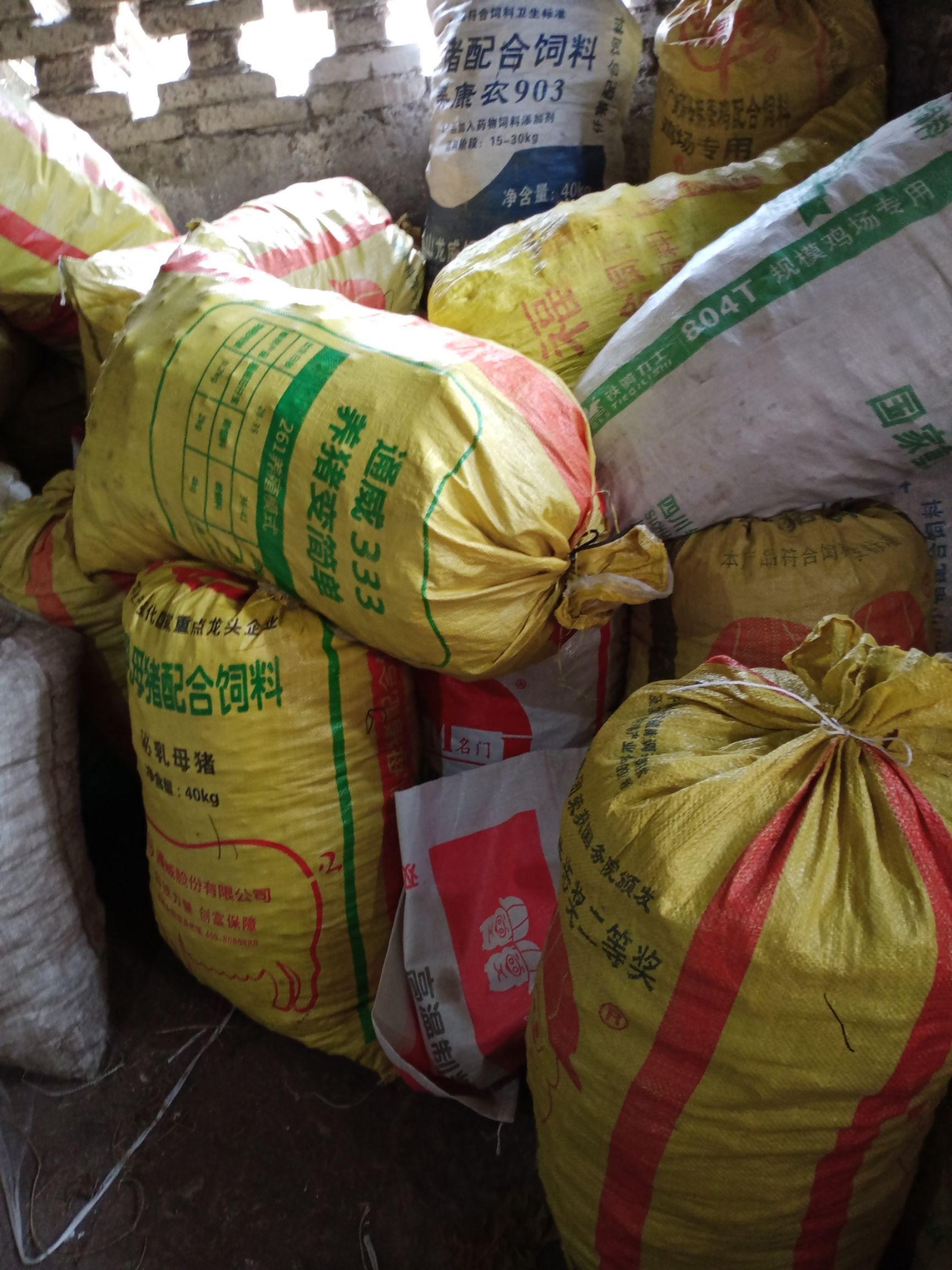 黄精苗  2023年有老板种植黄精的联系我，一手货源有几百