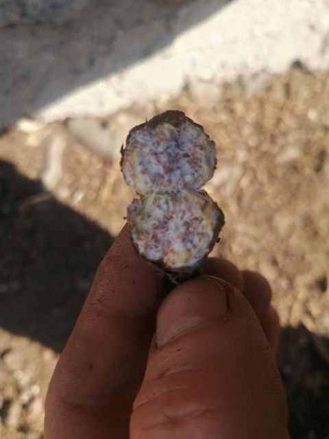 扎兰屯市移栽朱砂点北苍术种子