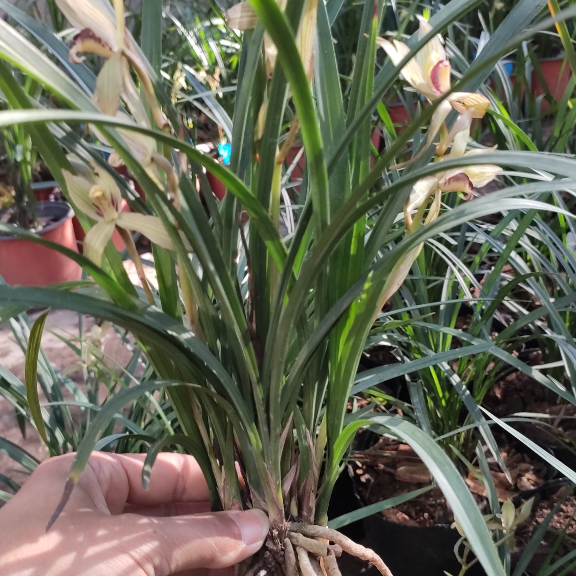 兰花 春剑兰花 便宜甩了