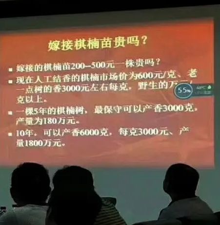 奇楠沉香树  嫁接奇楠沉香苗，珍贵品种，抢手货，量大批发