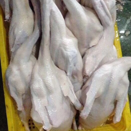 乌鬃鹅  黑棕鹅