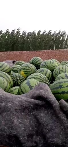 大名县 万亩西瓜园 种植户，欢迎新老客户前来购买