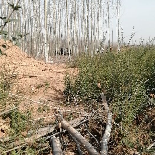 荥阳市速生法桐 大量出售，5.6.7.8.9公分法梧桐货在郑州，有需要联系。