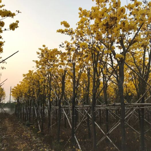 普宁市黄花风铃木  产地直销：多花黄花风玲木  货源充足，欢迎询价