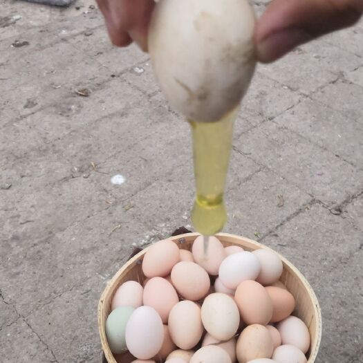 宁波土鸡蛋 好不好自己看