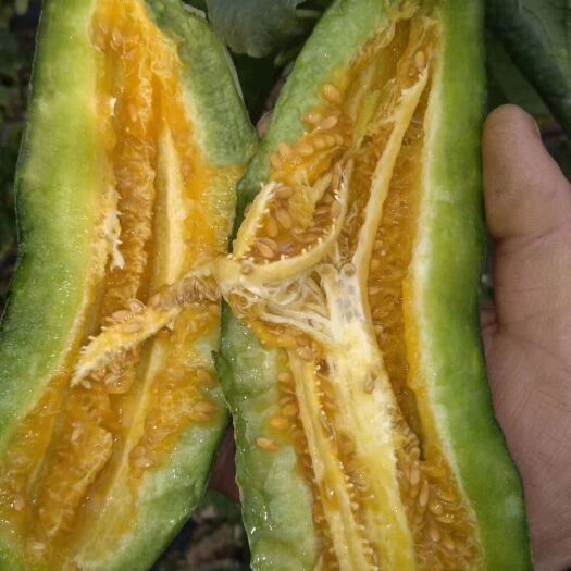潍坊羊角蜜甜瓜   博洋系列甜瓜，羊角蜜大量上市了