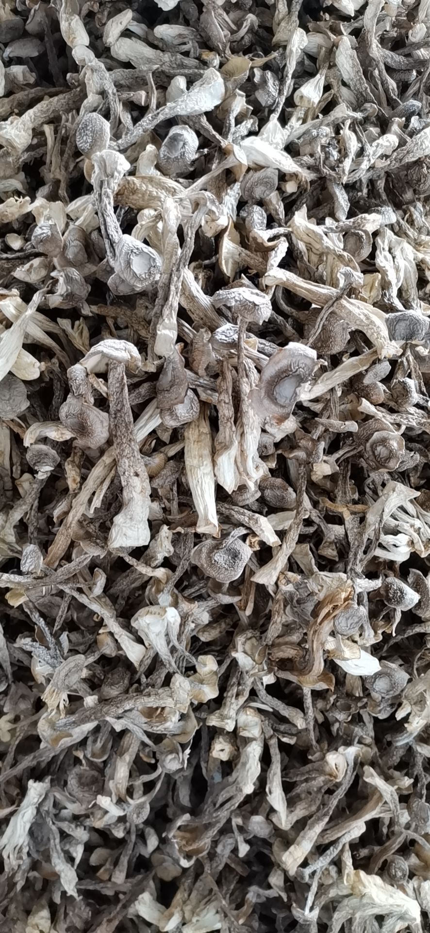 鹿茸菇  切根鹿茸菌