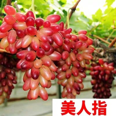平邑县 美人指葡萄苗 产量高 脆甜 甜度高