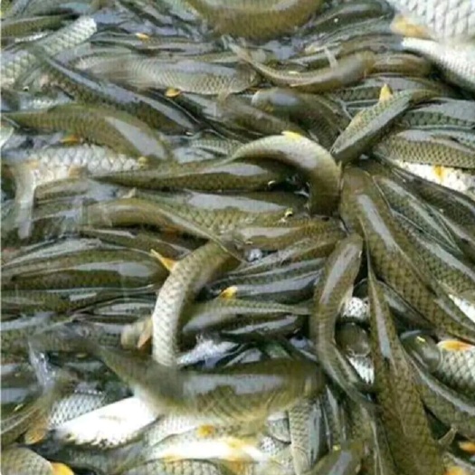 南宁 青竹鱼苗