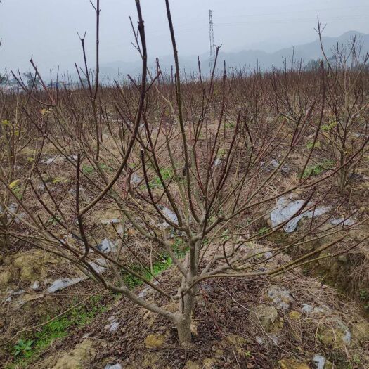 罗城县 高产量中花吴茱萸枝条