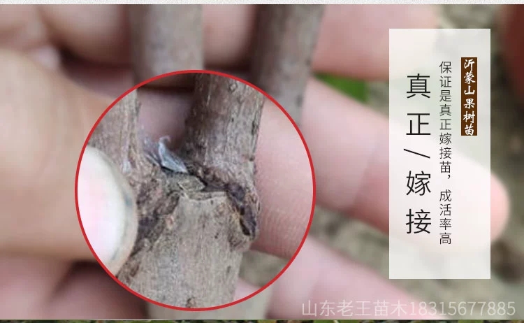  绿心猕猴桃苗 多个品种 红心 绿心 黄心 软枣猕猴桃