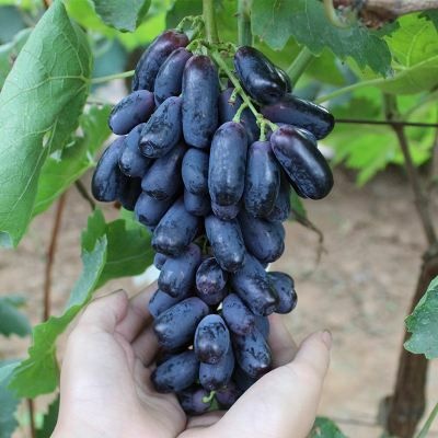 平邑县蓝宝石葡萄苗 产量高，易管理等优点
