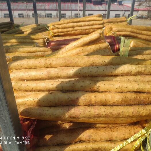 安平县小白嘴白山药 小白嘴食用级的优先选择