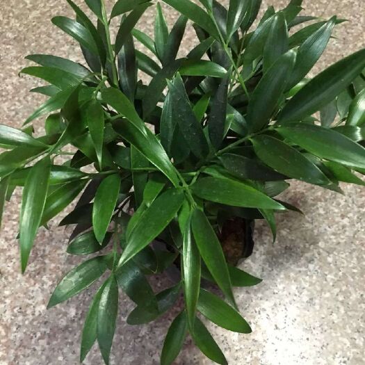 漳平市 竹柏平安竹吸收甲醛净化空气观叶绿植盆栽