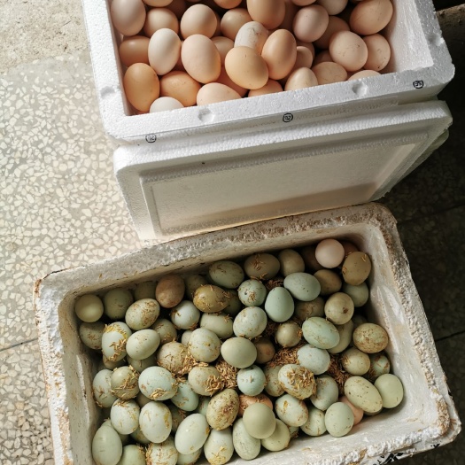 永丰县 绿壳土鸡蛋