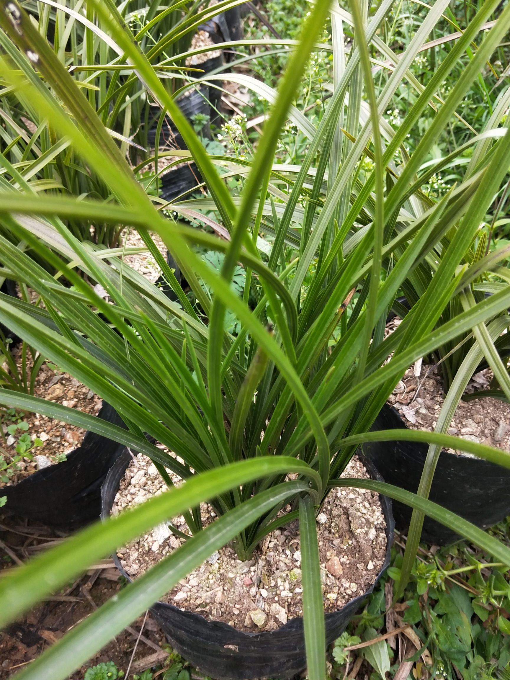 蕙兰熟草，叶质好，草型好，花香浓郁，，棵大苗多。
