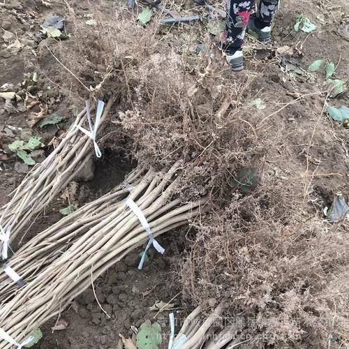 沈阳平欧榛子苗  平欧大榛子苗 基地育苗直销 品种齐全纯正 提供技术支持
