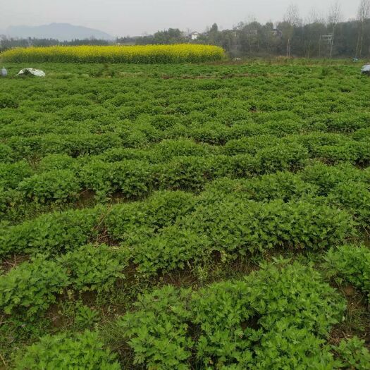 新化县金丝皇菊苗 非公司销售&私人农户可免费一对一辅导种植等经验分享