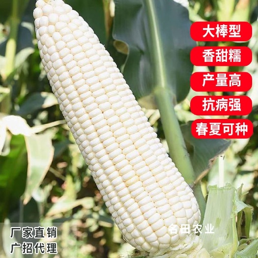 郑州耐热大棒糯玉米种子甜加糯棒子大口感好评价好