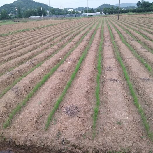 长沙 韭菜苗