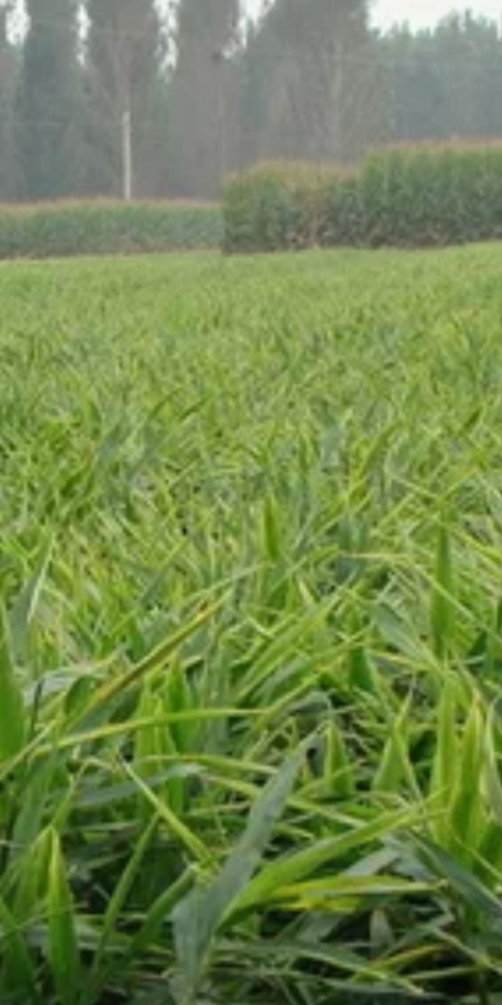 正宗农家天然无农药小黄姜