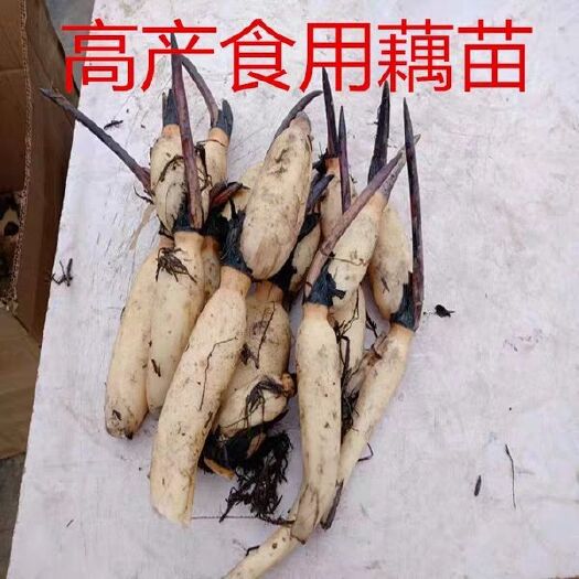 沭阳县食用莲藕种苗种根池田高产大型蔬菜莲藕荷花苗粉脆籽藕种根苗藕