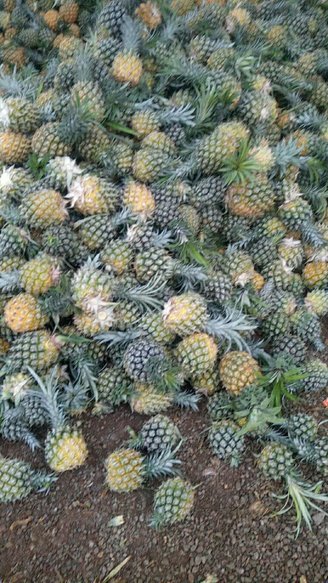 徐闻菠萝 甜甜可口的健康食品