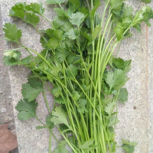 昌邑市 中叶铁杆青香菜种子