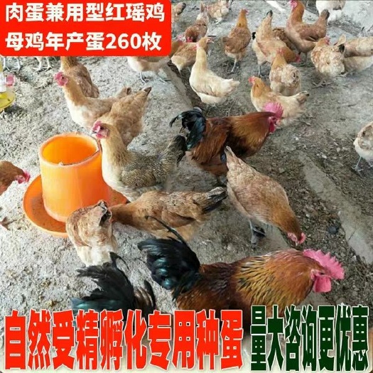 沭阳县 土鸡种蛋三黄鸡，