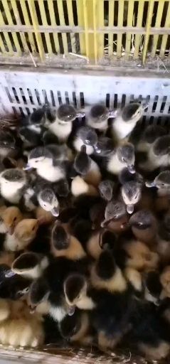 南宁脱温黑番火鸭苗，优良品种，诚信第一
