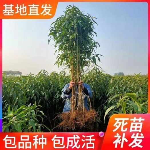 平邑县 桃树苗 品种齐全 基地直销现挖现发 包品种包成活免费技术指